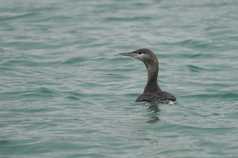 Plongeon catmarin - Gavia stellata - juvénile