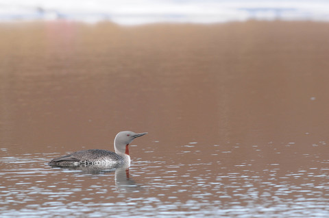 Plongeon catmarin - Gavia stellata - plumage nuptial