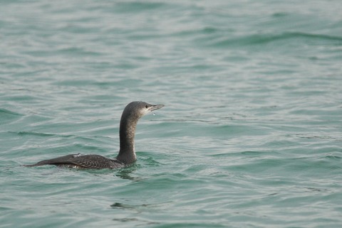 Plongeon catmarin - Gavia stellata