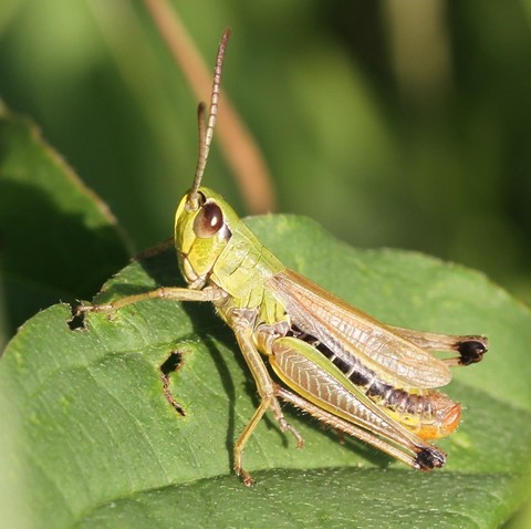 Pseudochorthippus parallelus