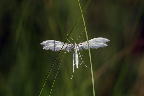 Pterophorus pentadactylus
