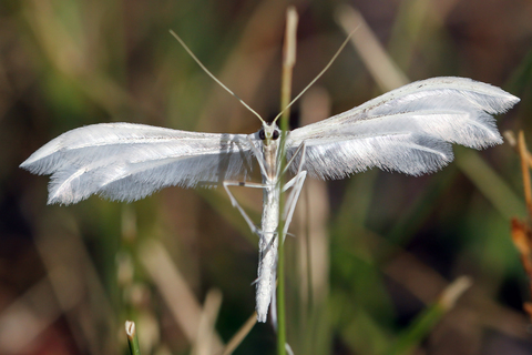 Pterophorus pentadactylus