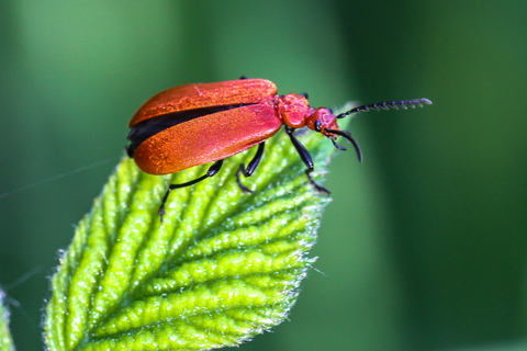 Pyrochroa serraticornis, le Cardinal rouge