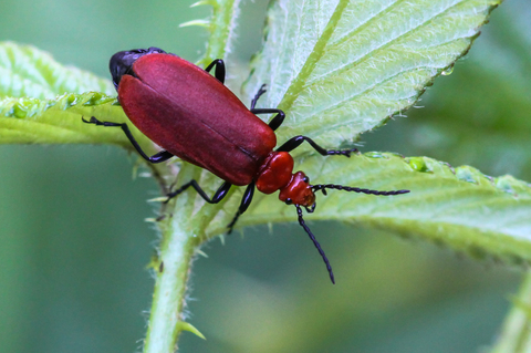 Pyrochroa serraticornis, le Cardinal rouge