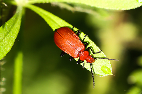 Pyrochroa serraticornis, le Cardinal rouge