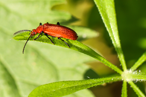 Pyrochroa serraticornis, le Cardinal rouge