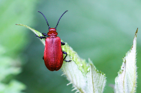 Pyrochroa serraticornis, le Cardinal rouge