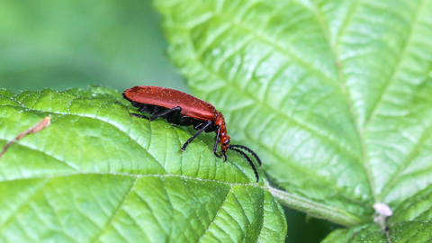 Pyrochroa serraticornis, le Cardinal rouge
