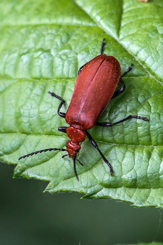 Pyrochroa serraticornis, le Cardinal rouge
