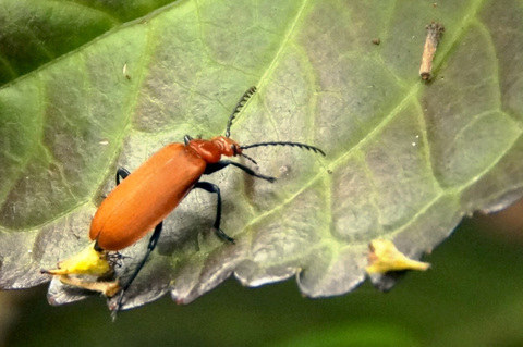 Pyrochroa serraticornis