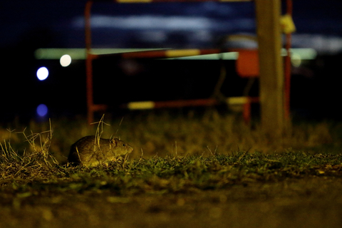 Rat surmulot en bord de Loire à Nevers