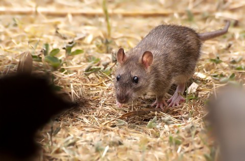 Rat surmulot - Rattus norvegicus 