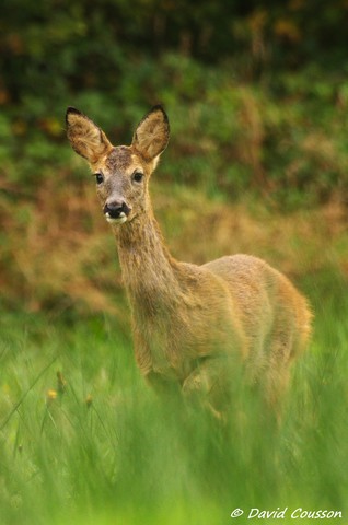 Chevreuil européen - Capreolus capreolus