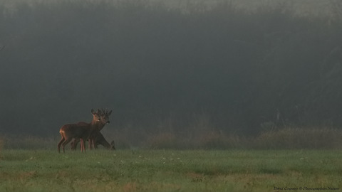 Chevreuil européen - Capreolus capreolus