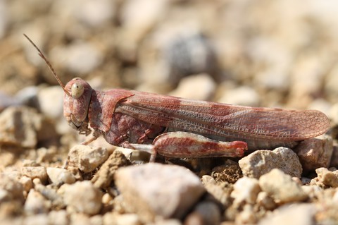 Sphingonotus caerulans