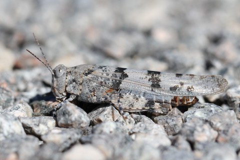 Sphingonotus caerulans