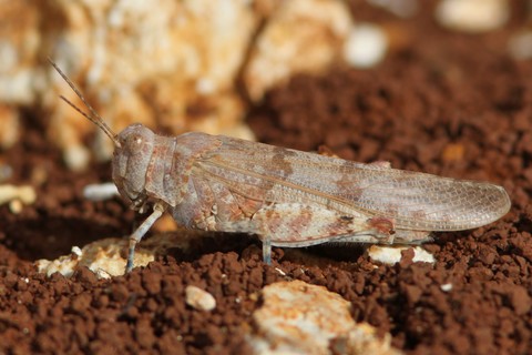 Sphingonotus caerulans