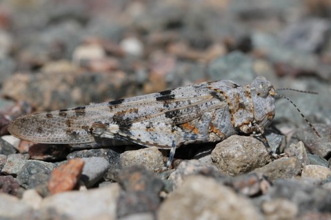 Sphingonotus caerulans