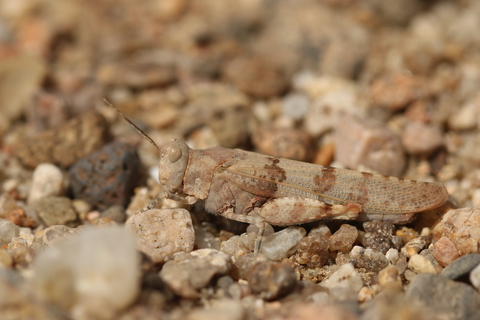 sur le bord de la Loire