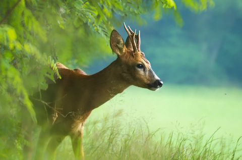 Chevreuil européen - Capreolus capreolus