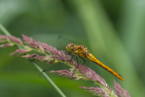 Sympétrum sanguin (Sympetrum sanguineum)