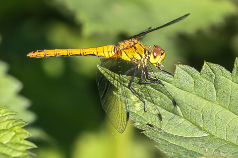 Sympetrum sanguineum, le Sympetrum sanguin
