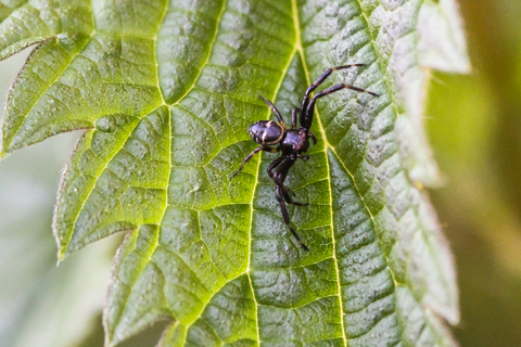 Synema globosum