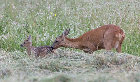 Tendresse maternelle