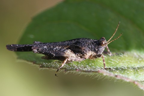 Tetrix ceperoi