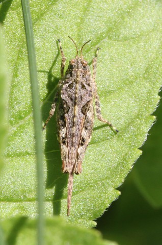 Tetrix ceperoi