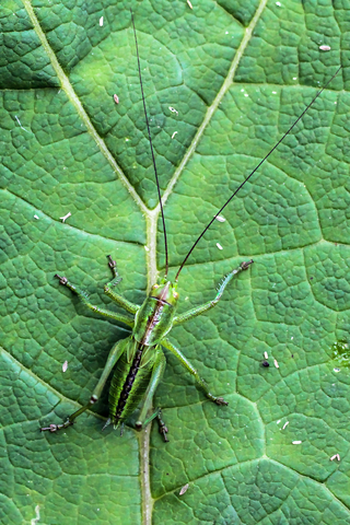 Tettigonia viridissima, la Grande sauterelle verte