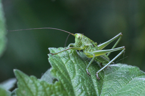 Tettigonia viridissima, la Grande sauterelle verte