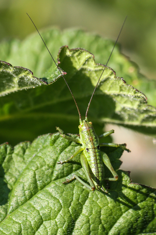 Tettigonia viridissima larva