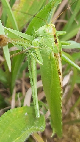 Tettigonia viridissima, prairie du Chablisien, commune de Maligny (89)