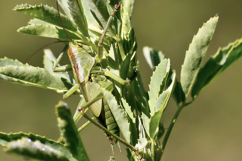 Tettigonia viridissima