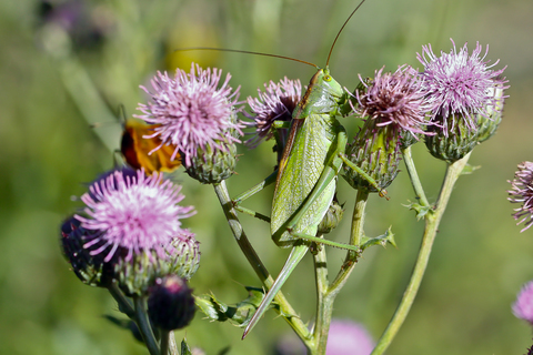 Tettigonia viridissima