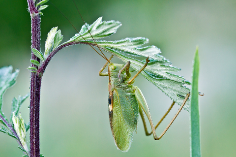 Tettigonia viridissima