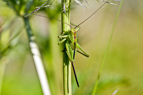 Tettigonia viridissima