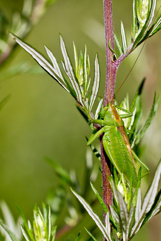 Tettigonia viridissima