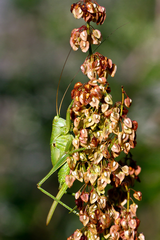 Tettigonia viridissima