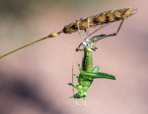 Tettigonia viridissima