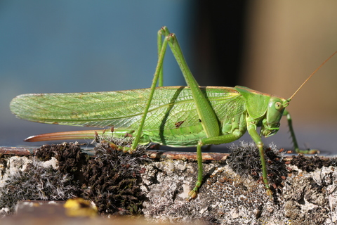 Tettigonia viridissima