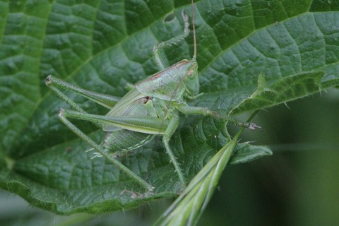 Tettigonia viridissima