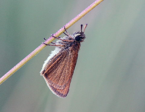 Thymelicus acteon