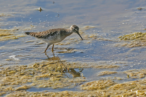 Tringa glareola