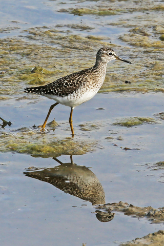 Tringa glareola