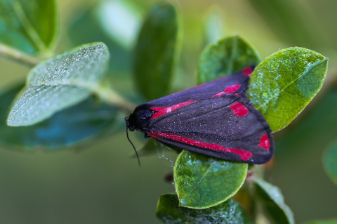 Tyria jacobaeae, la Goutte de sang