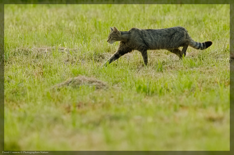 Chat sauvage - Felis silvestris