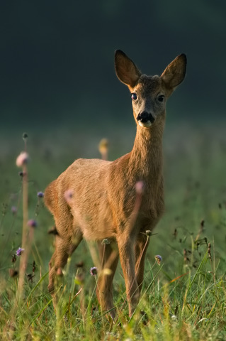 Un très jeune brocard avec un oeil de blessé