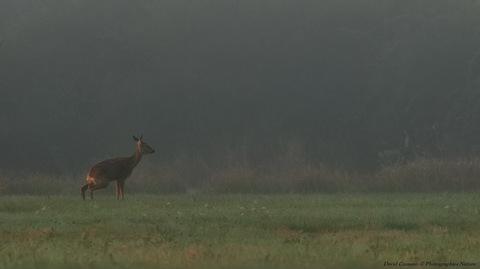 Chevreuil européen - Capreolus capreolus